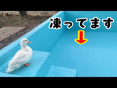 アヒルの種類