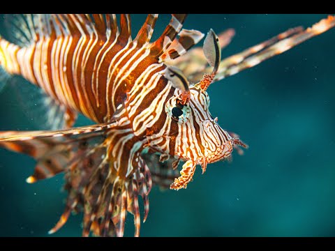 FISH species of the RED SEA