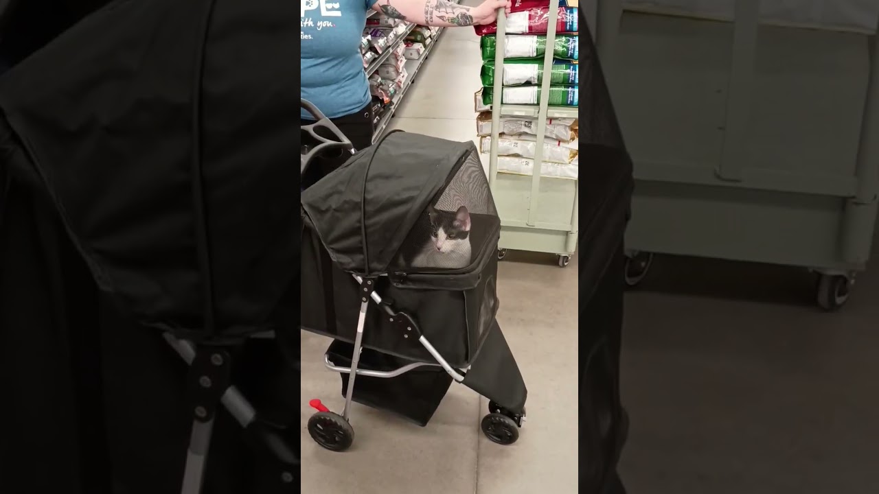 Enlarge Freckle, an adoptable Domestic Short Hair in Beaufort, SC video 4/6