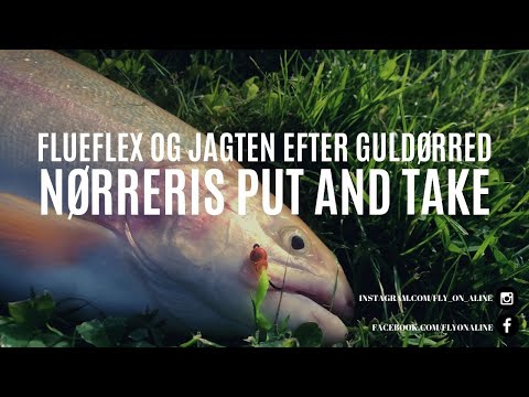 Flueflex | Jagten efter guldørred | Nørreris put and take | 10.08.2019