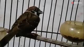 Download lagu Burung gereja gacor mantap buat masteran mp3