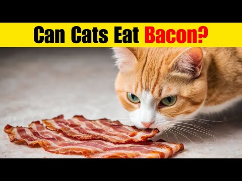 Cats Bacon