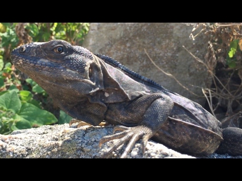 Los Chonchos Beach - Ric's Grill on the Road