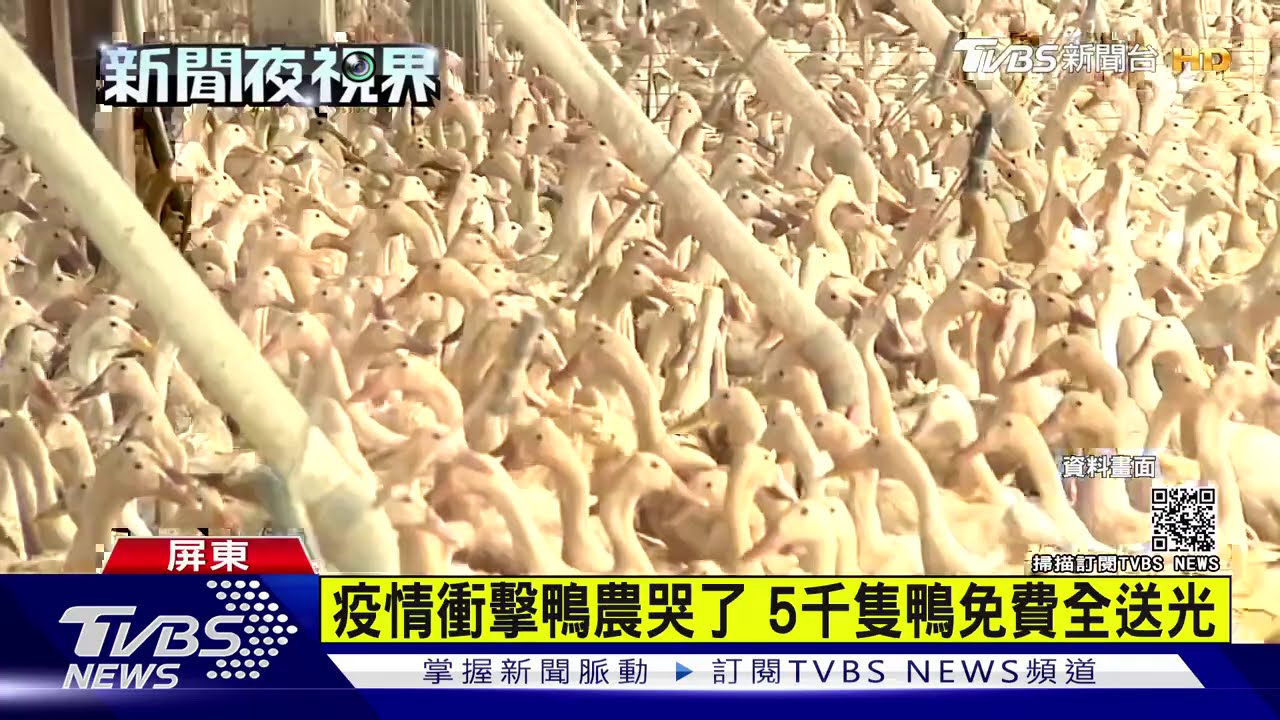 疫情衝擊鴨農哭了 5千隻鴨免費全送光
