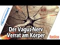 Verrat Am Körper Der Vagus Nerv Jörg Fuhrmann