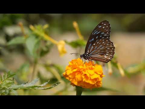 peaceful music | beautiful nature |