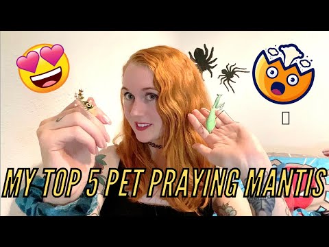 My Top 5 Pet Mantis for Beginners (and experts too!)!!