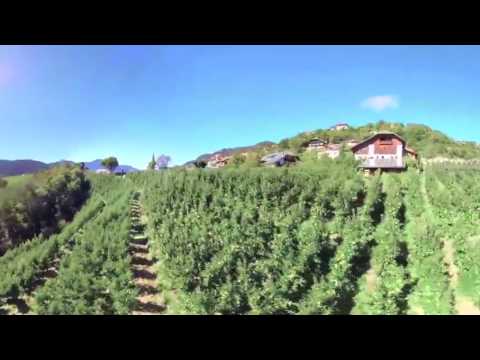 South Tyrol Apple - Südtirol Apfel - Alto Adige Mela // 360° Video