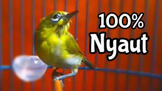 Download lagu Ciak Ciak Kecial Kuning Betina Memanggil Jantan Bikin Gacor (20/06/20) mp3 Download lagu Ciak Ciak Kecial Kuning Betina Memanggil Jantan Bikin Gacor (20/06/20) mp3