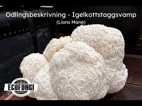 Igelkottstaggsvamp (Lions Mane)