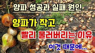 양파농사 망한 이유 양파가 작고 빨리 물러버리는 이유는 이것때문 양파키우기