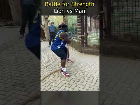 Battle for Strength | Lion vs Man