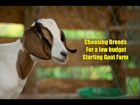 , title : 'Choosing Breeds for a low budget starting Goat Farm'