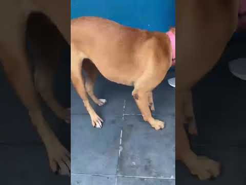 Vídeo de Meredith 