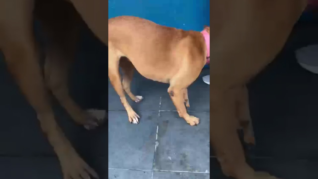 Cachorro raça SRD-ViraLata idade 4 anos nome Meredith 