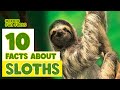 10 facts about Sloths