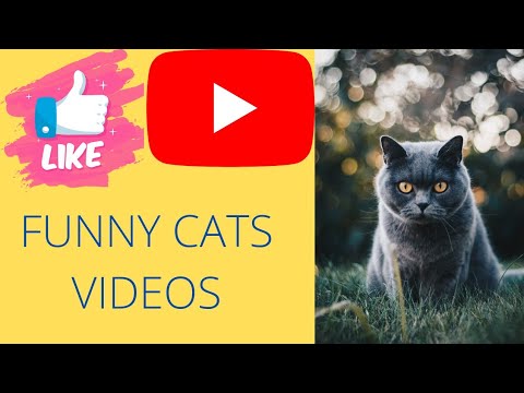 FUNNY CAT'S VIDEO