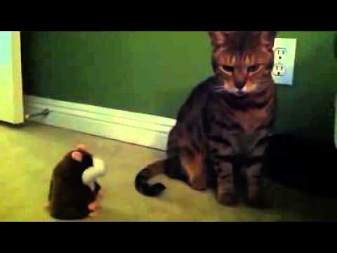 So the cat Bari didn't get scared