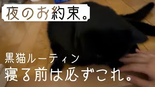 【黒猫】夜のルーティン｜寝る前に撫でられる時間が幸せすぎた🐈‍⬛