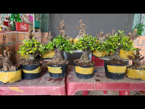 Mr Nhàn 0853138138. Nhà vườn Thanh nhàn báo giá giao lưu Bonsai và phôi đẹp tại vườn.