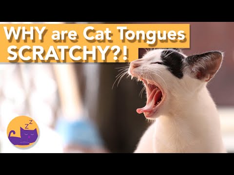 Why Are Cats' Tongues SO Rough and SPIKEY!?