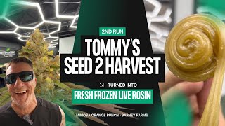 Seed to Live Rosin: Washing Mimosa Orange Punch Outdoors in the Cold making bubble hash