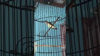 Download lagu Pijantung pisang gacor dor asli gunung ungaran mp3