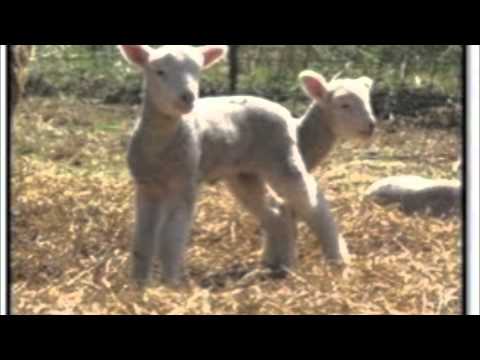 SPOOGE - Ewe are in my dreams