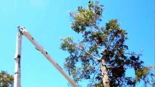 preview picture of video 'Aerial Crane and Bucket Truck Tree Removal in Bay St. Louis, MS'