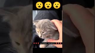 Download lagu ohhh God 😮 Meow meow 🥰 #cutecat #meow #shorts mp3