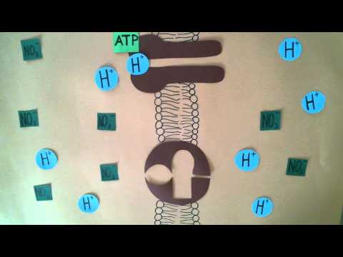 Sekundär aktiver Transport