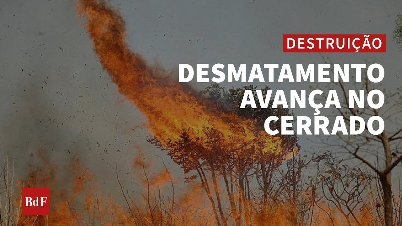 Desmatamento no Cerrado é provocado principalmente pela agropecuária