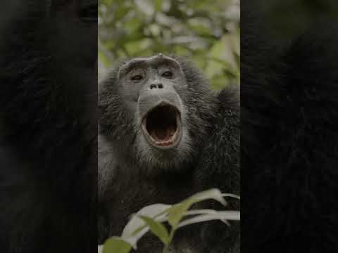 Chimp Trekking In Uganda