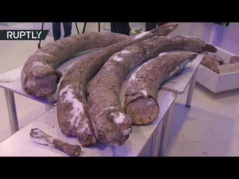  العرب اليوم - شاهد:العثورعلى أنياب ماموث عمرها 40 ألف عام في سيبيريا