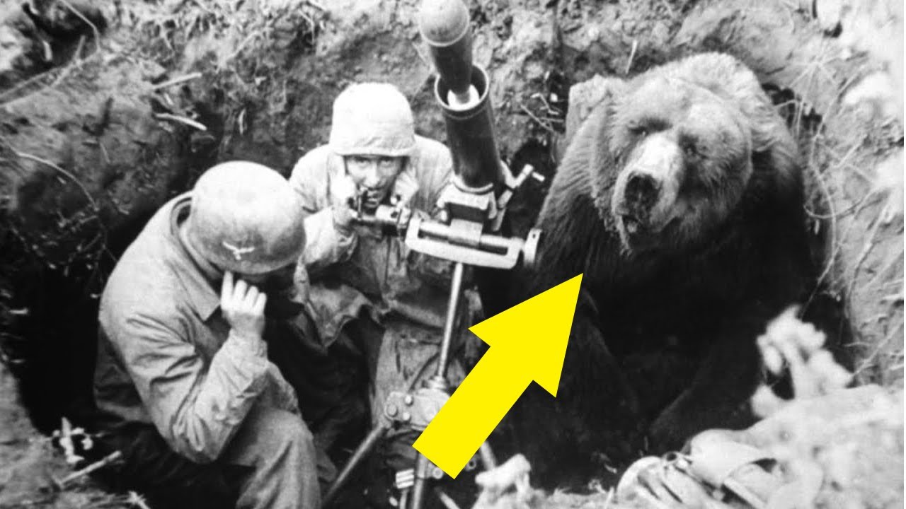 L'ours qui a fait la guerre (2nd Guerre mondiale) - HDG #4 - Mamytwink