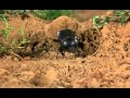 Microcosmos Dung Beetle Rolls Ball And Gets Stuck