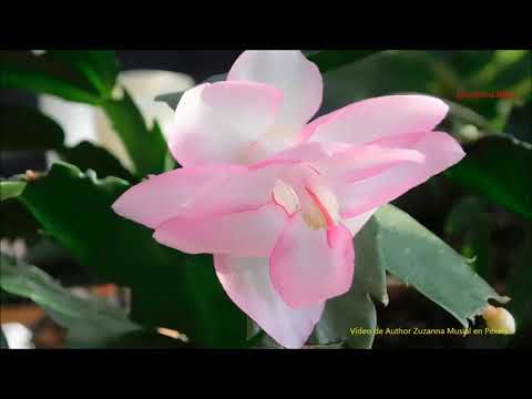 不能忘懷的經典 -世界名曲《托赛里小夜曲》 Enrico Toselli - Serenata, Rimpianto