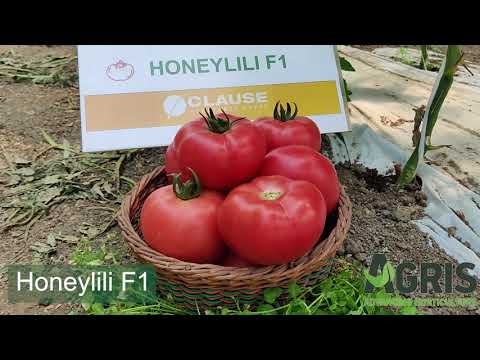Honeylili F1 - Cultura de tomate roz în Pâncota, jud. Arad, fermier Neșiu Ioan