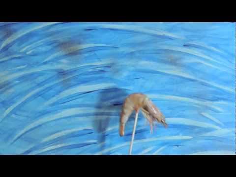 Throbbing Prawn - The Michael Phelps Song by Ron Tool and The Capitalists