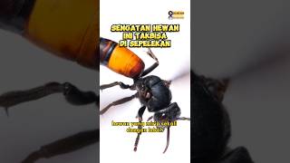 Download lagu Tawon vespa affinis atau tawon ndas #shorts mp3