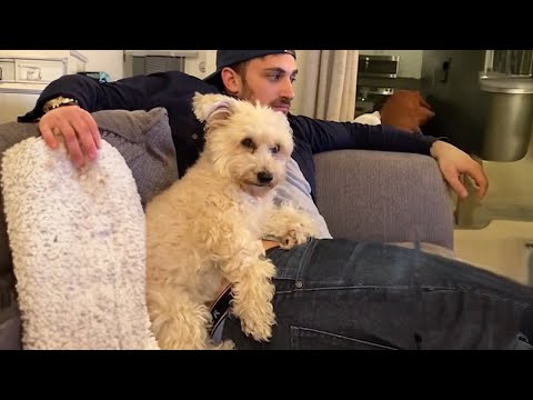 Lorsque vous commencez à vous rendre compte que vous avez peut-être un peu trop gâté votre chiot