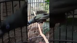 Download lagu SUARA MURAI PAPUA GACOR COCOK BUAT MASTERAN..!!🐦🐦🤔🤔2025 mp3