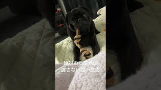 #パグ #ぱぐ #可愛い #おもしろ動画  #癒し