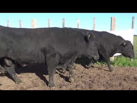 Lote 4 Toros, Lavalleja