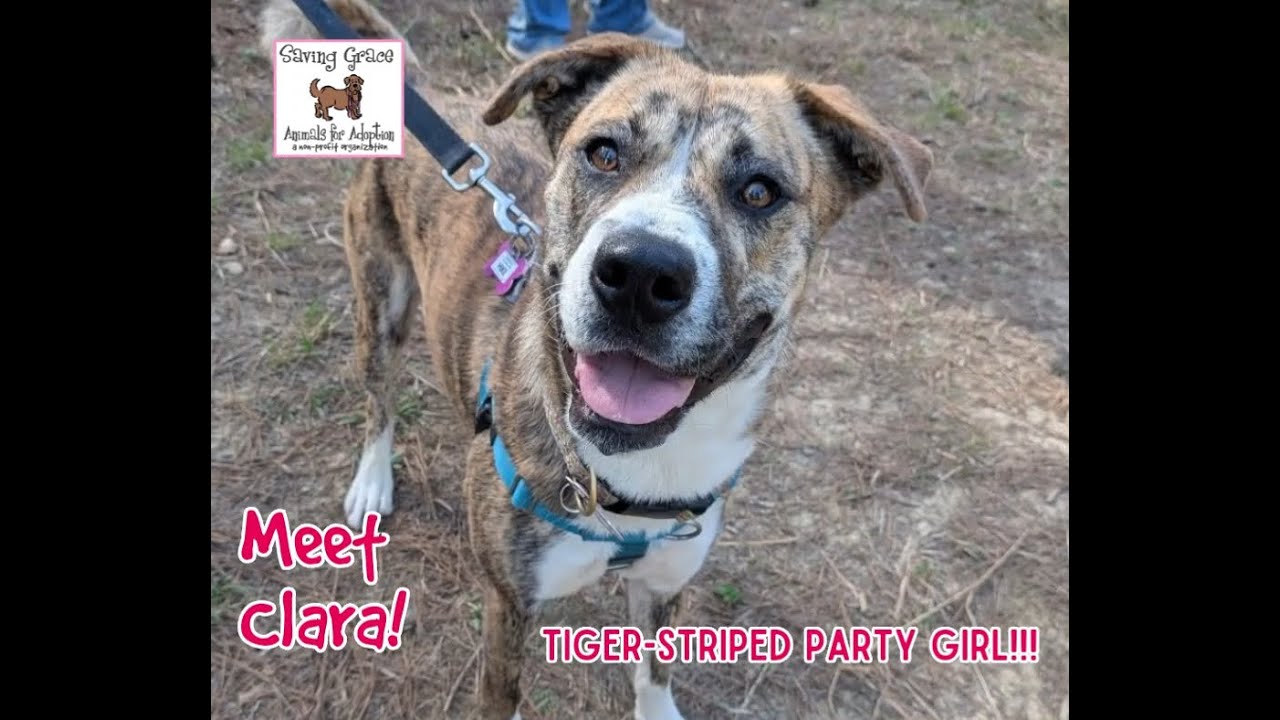 Enlarge Clara, a Adoptable mixed breed in Wake Forest, NC video 6/6
