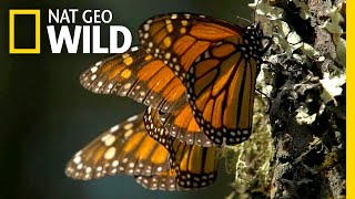 Go Into the Heart of a Kaleidoscope of Butterflies | Nat Geo Wild