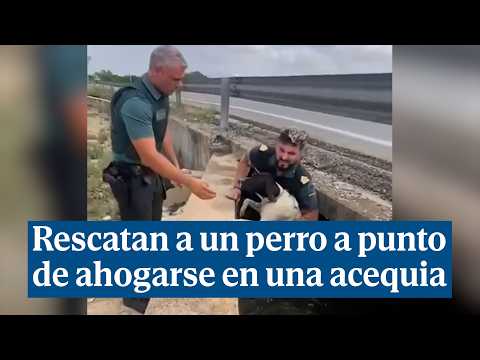 Así ha rescatado la Guardia Civil a un perro a punto de ahogarse en una acequia de Alcira (Valencia)