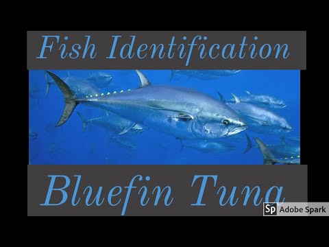 Bluefin Tuna - NOAA Species Identification