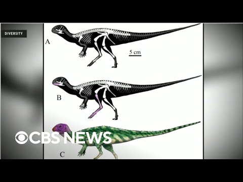 Novo dinossauro identificado após fósseis descobertos na Tailândia