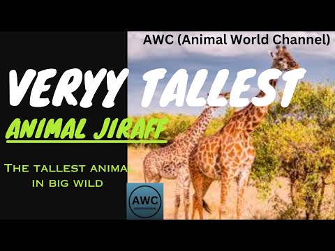 Graceful Giants: Unraveling the Enigmatic World of Giraffes🦒😍